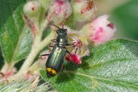 Clanoptilus elegans