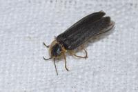 Lampyris noctiluca