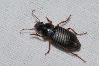 Pseudoophonus rufipes