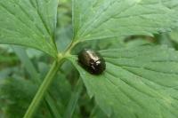 Chrysolina bankii