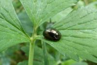Chrysolina bankii