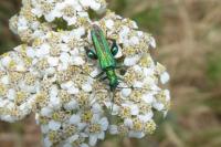 Oedemera nobilis