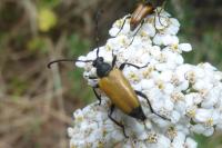 Stictoleptura fulva