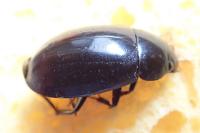 Hydrochara caraboides