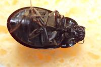 Hydrochara caraboides