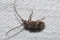 Exocentrus adspersus