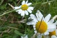 Malachius bipustulatus