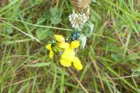 Cryptocephalus
