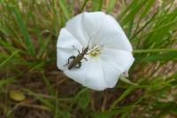 Oedemera flavipes