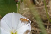 Oedemera podagrariae