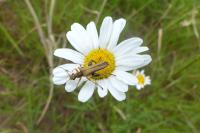 Oedemera podagrariae