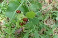 Chrysomela populi