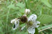 Oedemera flavipes