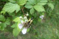 Rutpela maculata