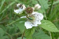 Chrysanthia viridissima