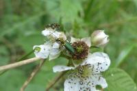Chrysanthia viridissima