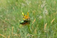 Cryptocephalus