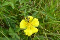 Oedemera flavipes