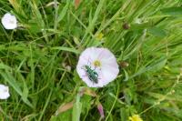Oedemera nobilis