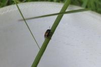 Cryptocephalus vittatus