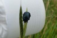 Chrysolina fuliginosa