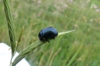 Chrysolina fuliginosa