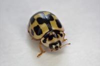 Propylea quatuordecimpunctata