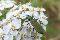 Chrysanthia viridissima