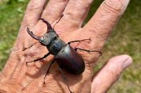 Lucanus cervus