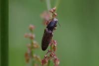 Athous haemorrhoidalis