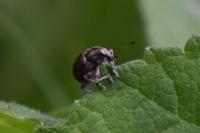 Liophloeus tessulatus