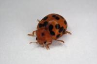 Subcoccinella vigintiquatuorpunctata