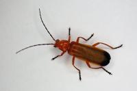 Rhagonycha fulva