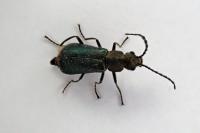 Malachius bipustulatus