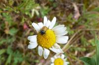 Cryptocephalus rugicollis
