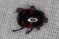Hister quadrimaculatus