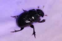 Copris lunaris