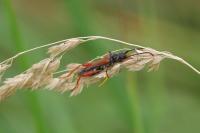 Stenopterus rufus