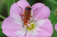 Rhagonycha fulva