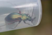 Carabus auratus