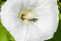 Oedemera nobilis
