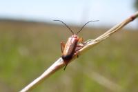 Rhagonycha fulva