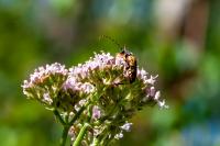 Rutpela maculata