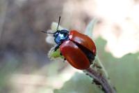 Chrysomela populi