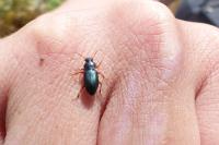 Ophonus azureus