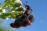 Trichodes alvearius
