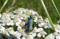 Oedemera nobilis