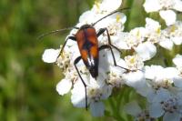 Stenurella bifasciata