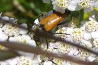 Stictoleptura fulva