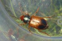 Diachromus germanus